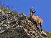 39 Mangio, rumino e intanto osservo gli amici che salgono